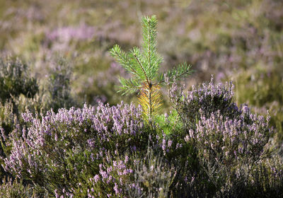 Close-up of lavender flowers in field