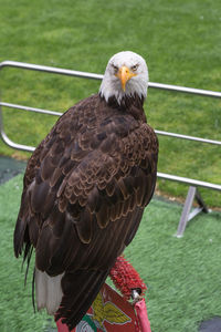 Close-up of eagle perching on grass