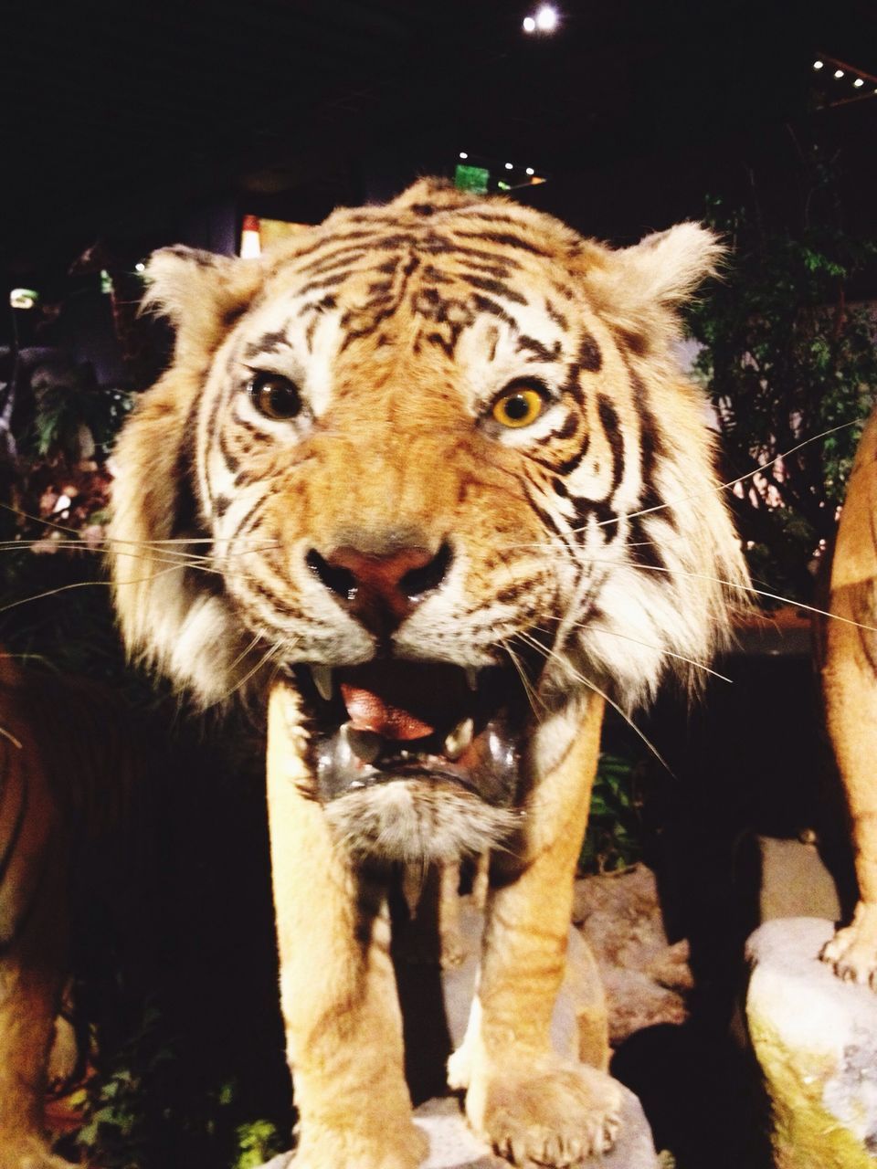 animal themes, one animal, animals in the wild, mammal, wildlife, zoo, animal markings, safari animals, standing, tiger, looking at camera, focus on foreground, animal head, close-up, endangered species, portrait, animals in captivity, outdoors, zoology