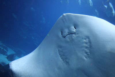 Stingray underside showing their face to say hello