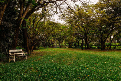 Trees on grass against sky