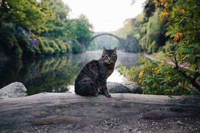 Side view of cat sitting by lake in forest