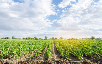 Pepper plantations grow in a field on a sunny day. growing organic vegetables. eco-friendly product