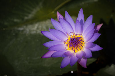 Close-up of purple flower