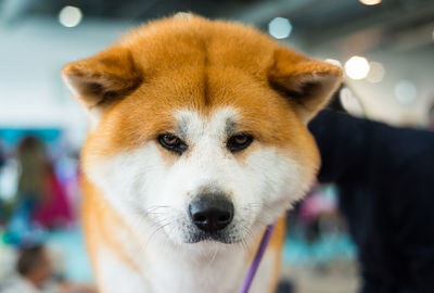 Close-up portrait of a dog