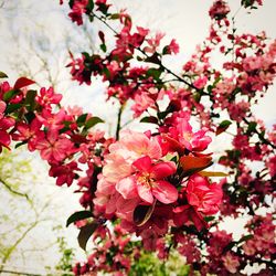Pink flowers blooming on tree