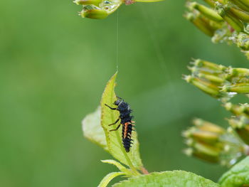 Close-up of insect on flower