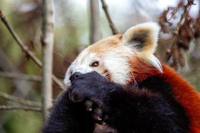 Close-up of red panda