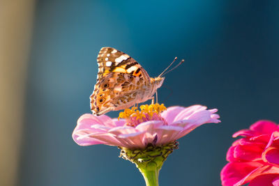 Close-up of butterfly on pink flower