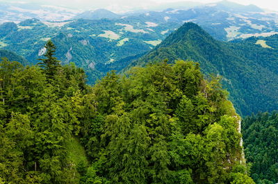 Scenic view of pine trees and mountains