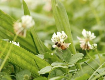 Worker bee collecting nectar from a clover