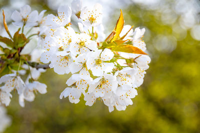 Close-up of white cherry blossoms in spring