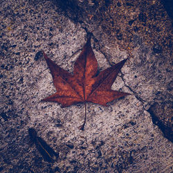 High angle view of dry maple leaf during autumn