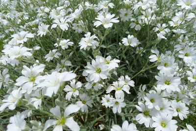 Close-up of white flowering plants on field