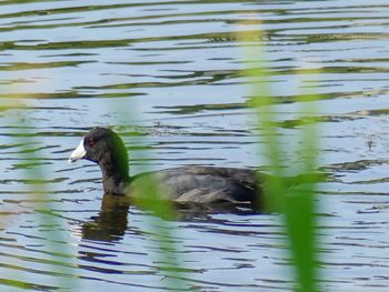 Duck swimming in lake