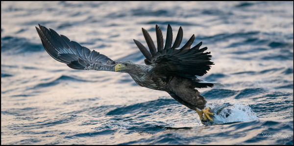 Close-up of bird flying over sea