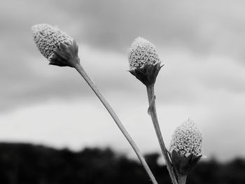 Close-up of flowering plant against blurred background