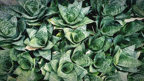 Full frame shot of green leaves