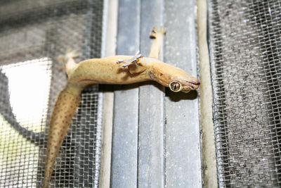 Close-up of lizard on wall