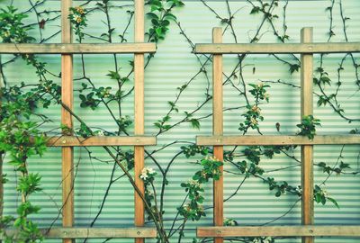 Close-up of ivy on building