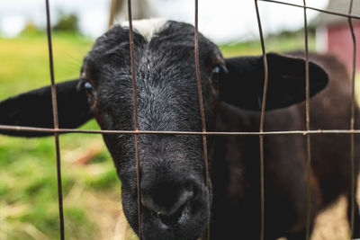 Close up sheep standing looking through a wire mesh fence