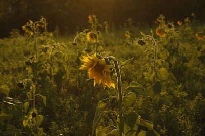 Close-up of sunflower blooming in field