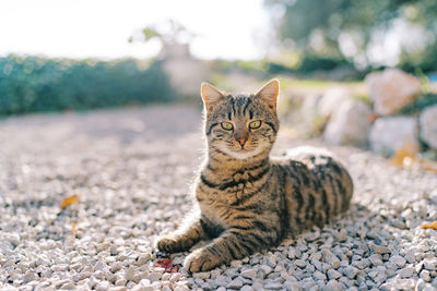 Portrait of cat lying on bed