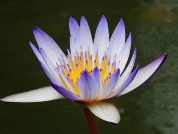 Close-up of lotus water lily in pond