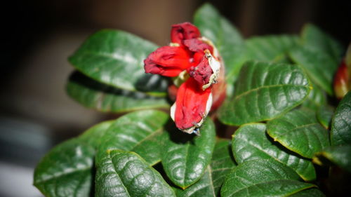 Close-up of red rose on leaves