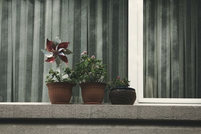 Potted plant  in the window against wall