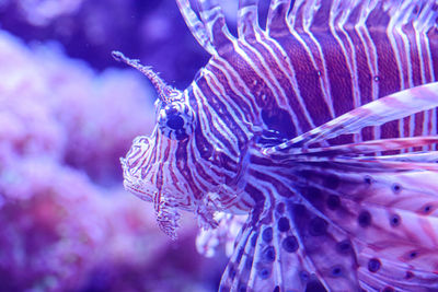 Close-up of fish swimming in sea