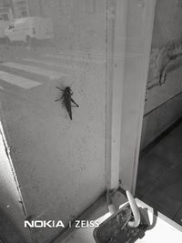 High angle view of insect on wall