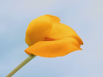 Low angle view of yellow flower against clear sky