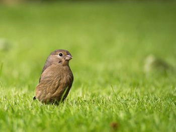 Close-up of bird perching on grassy field