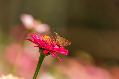 Close-up of butterfly pollinating on pink flower