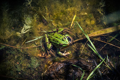 Close-up of insect on water