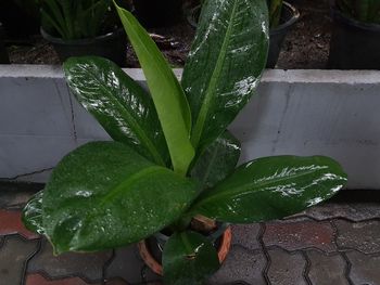 leaf