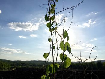 Close-up of plant growing on field against sky