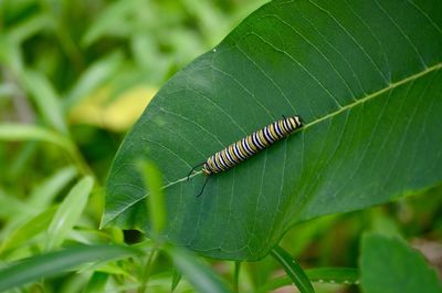 Close-up of insect on leaf