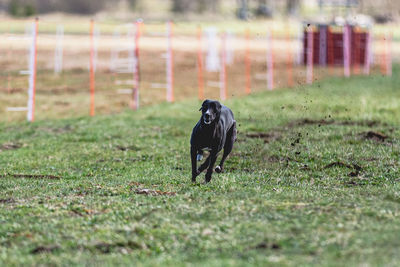 Dog running on field