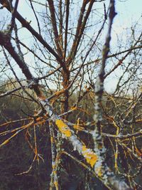 Low angle view of bare trees in forest during winter