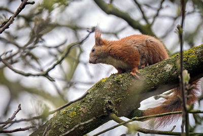 Low angle view of squirrel on tree