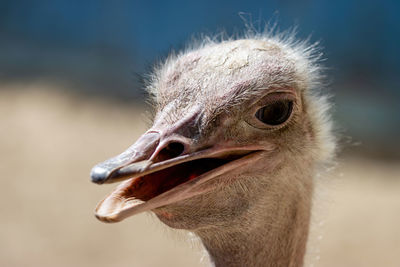 Close-up of a ostrich