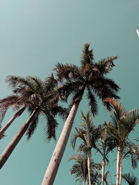 Low angle view of coconut palm tree against clear sky