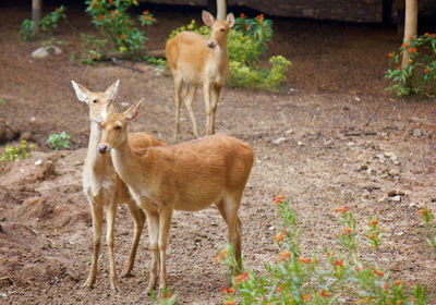 Deer standing on field