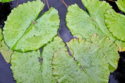 High angle view of leaves in water