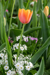 Close-up of flowering plant