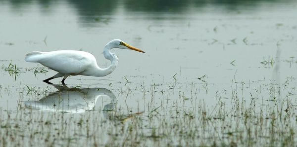 Birds in calm water