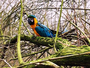 Bird perching on a tree