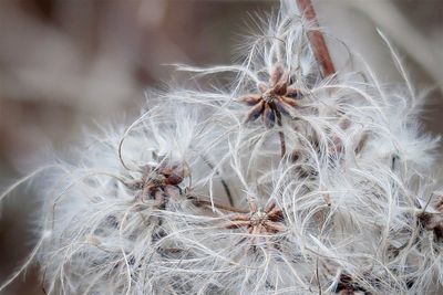 Plant seeds in autumn